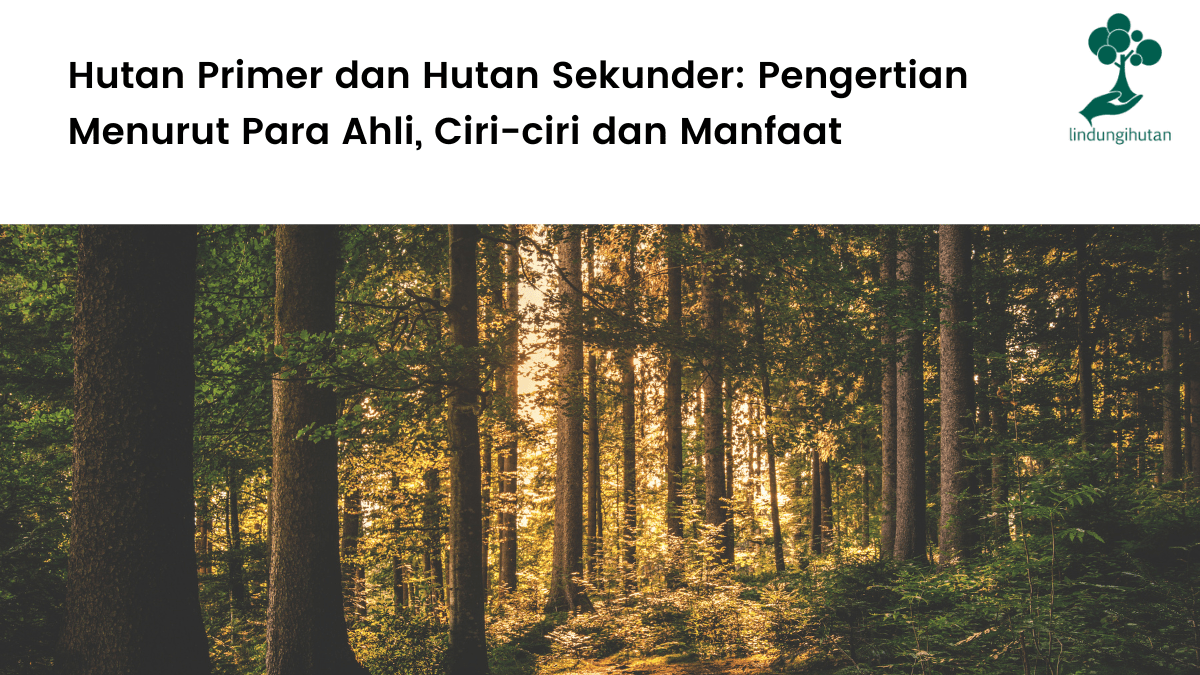 Hutan Primer dan Hutan Sekunder Pengertian Menurut Para Ahli, Ciri-ciri dan Manfaat (2022)