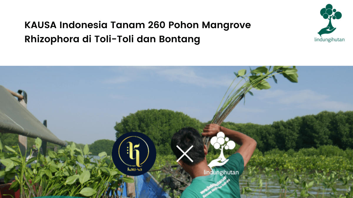 KAUSA Indonesia Tanam 260 Pohon Mangrove Rhizophora di Toli-Toli dan Bontang.