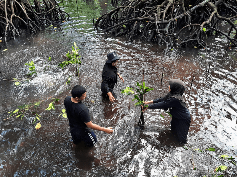Proses penanaman mangrove hasil kerjasama dengan KAUSA Indonesia di BMP.