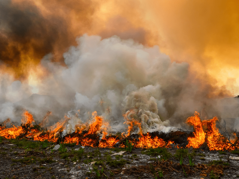 Penyebab kebakaran hutan umumnya akibat musim kemarau yang berkepanjangan ataupun akibat ulah manusia yang membakarnya.