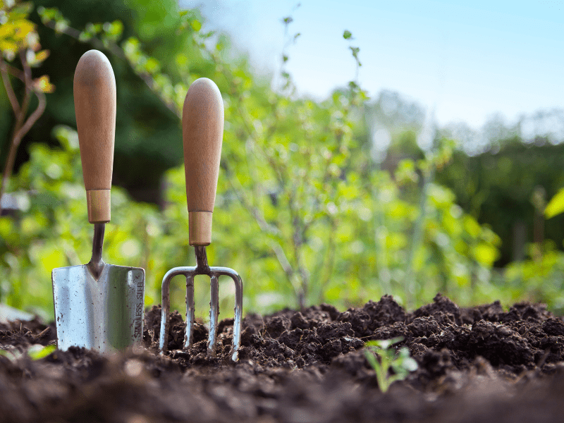 Penting juga untuk mengolah lahan pekarangan ketika berkebun di rumah.