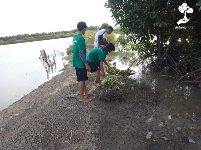 Mitra petani bibit sedang mempersiapkan bibit mangrove di Cirebon.