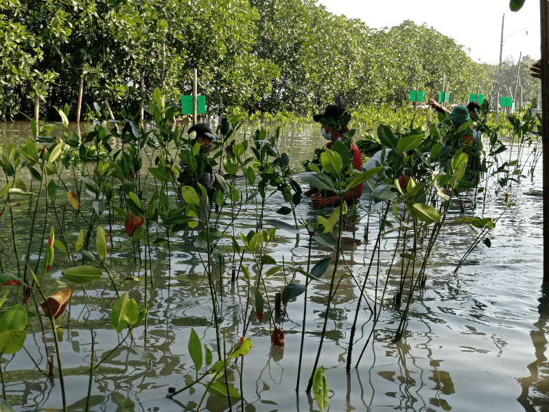 Kelompok CAMAR menanam mangrove di pesisir Semarang hasil kerjasama OJK Institute dan LindungiHutan.