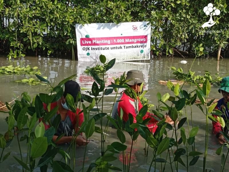Penanaman mangrove hasil kerjasama OJK Institute dan LindungiHutan di Semarang.