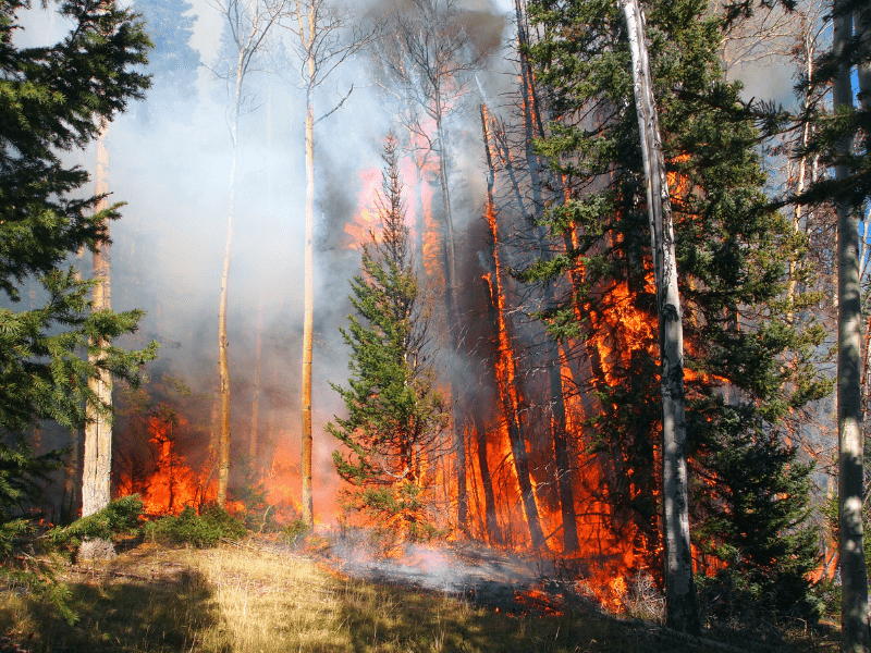 Penyebab kebakaran hutan biasanya terjadi karena secara alami atau disebabkan oleh manusia. 