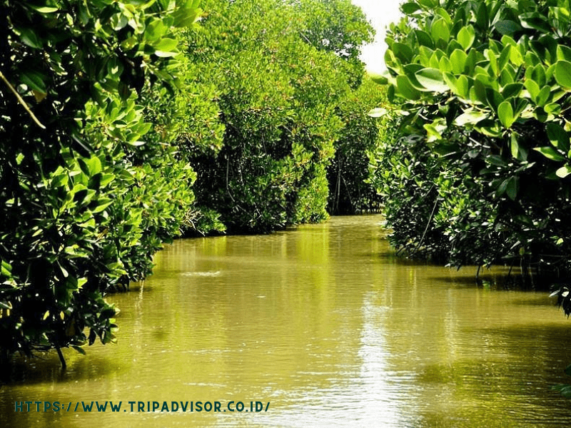 Hutan mangrove terluas kedua di dunia yaitu Pichavaram- India.