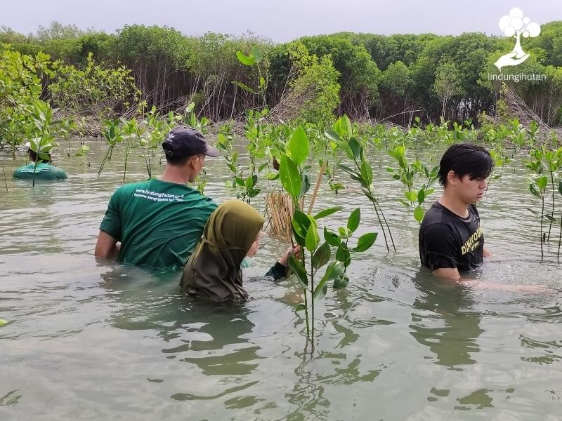 Masyarakat setempat ikut membantu proses penanaman mangrove di Demak.