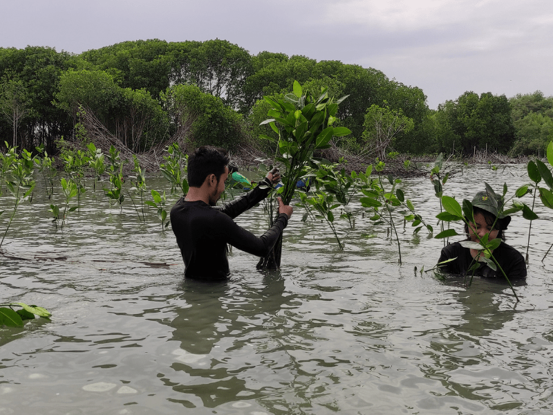 Proses penanaman mangrove hasil kerjasama SAE Wooden dan LindungiHutan di Demak, Jawa Tengah.