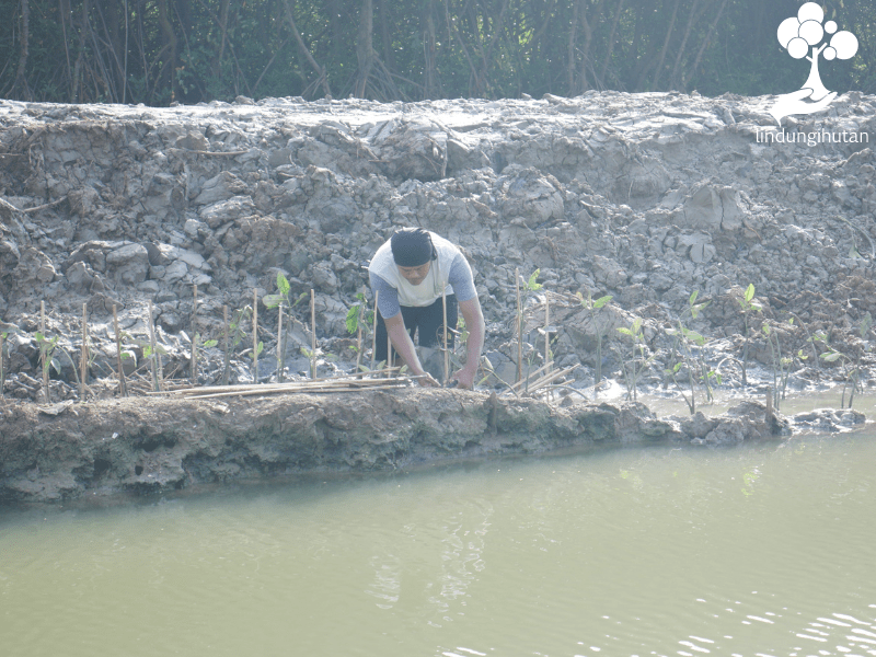 Mitra petani sedang menanam bibit mangrove di Trimulyo, Genuk, Kota Semarang.