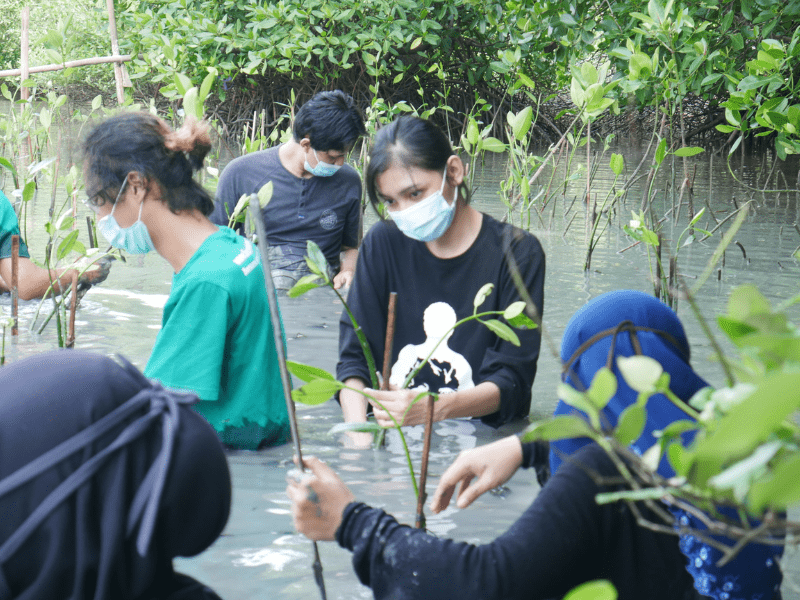 Proses penanaman mangrove SKINOIA di pesisir desa Bedono, Sayung, Demak.