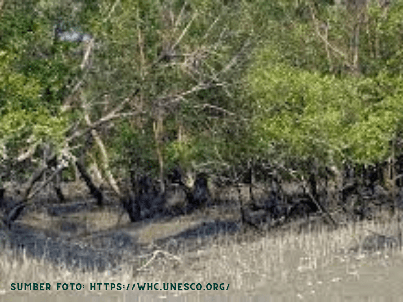 posisi pertama hutan mangrove terluas di dunia yaitu The Sundarbans-Bangladesh.
