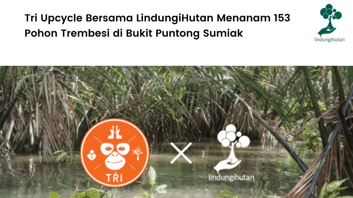 Tri Upcycle Bersama LindungiHutan Menanam 153 Pohon Trembesi di Bukit Puntong Sumiak.