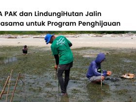 UMA PAK dan LindungiHutan berkolaborasi menanam ratusan mangrove di Kalimantan dan Sulawesi.