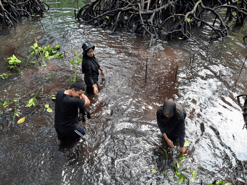 Foto dokumentasi penanaman pohon mangrove hasil kerjasama UMA PAK dan LindungiHutan di Bontang Mangrove Edupark, Bontang, Kalimantan Timur.