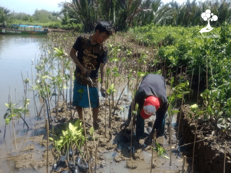 Mitra petani LindungiHutan menanam bibit mangrove hasil kerjasama dengan Vert Terre di Cilacap.