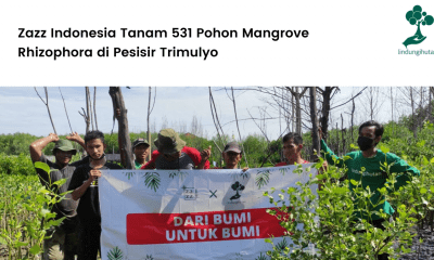Zazz Indonesia bekerjasama dengan LindungiHutan menanam 500 mangrove di Semarang, Jawa Tengah.