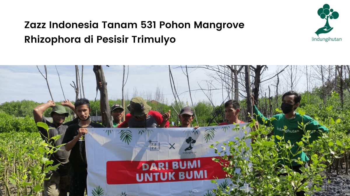 Zazz Indonesia bekerjasama dengan LindungiHutan menanam 500 mangrove di Semarang, Jawa Tengah.