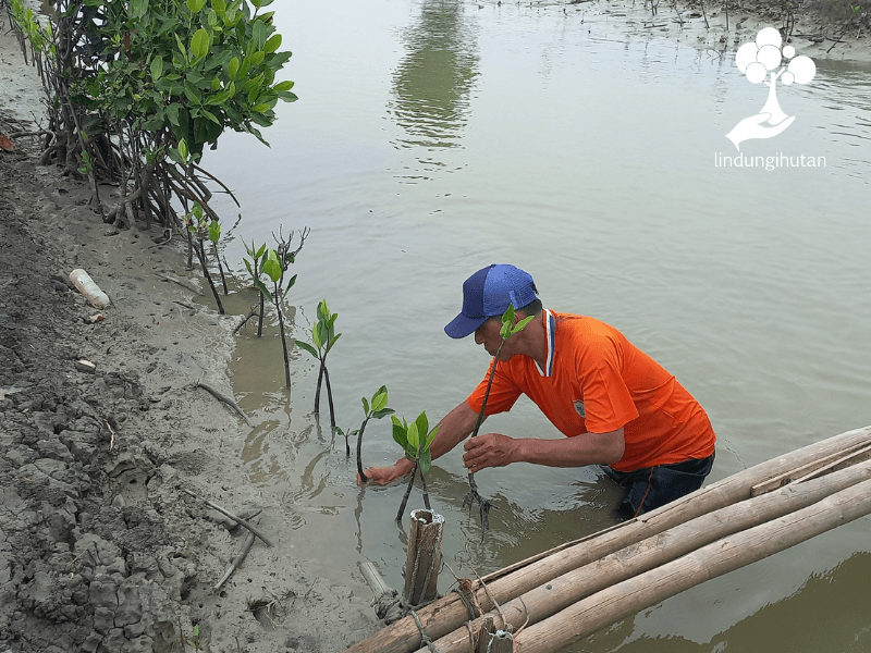 Mitra petani LindungiHutan menanam mangrove di Cirebon, Jawa Barat dari hasil kerjasama LindungiHutan dan Konscio Studio.