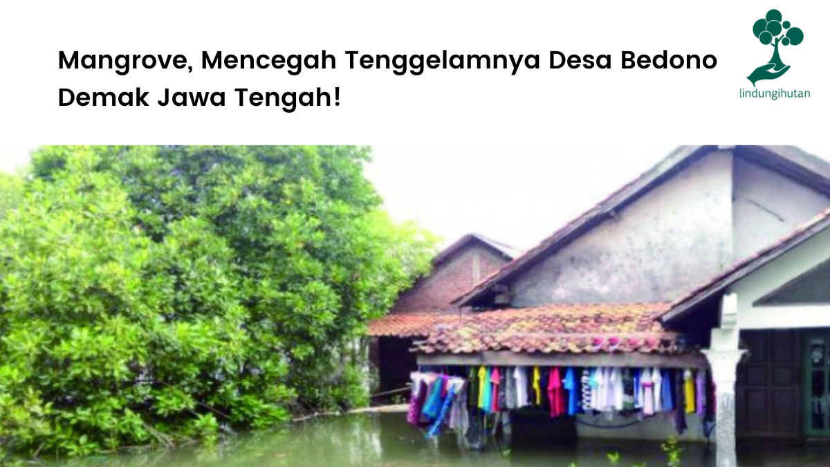 Mangrove, Mencegah Tenggelamnya Desa Bedono Demak Jawa Tengah!