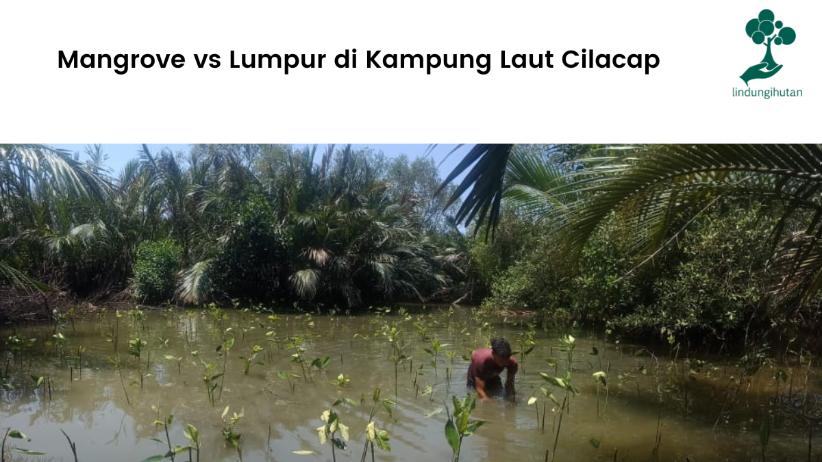 Mangrove vs Lumpur di Kampung Laut Cilacap.