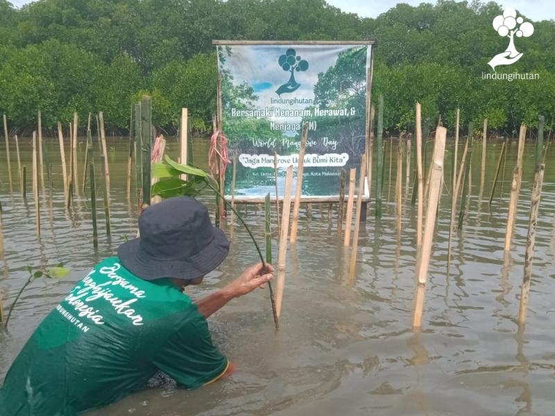 Mitra petani LindungiHutan di kota Makassar sedang menanam mangrove.