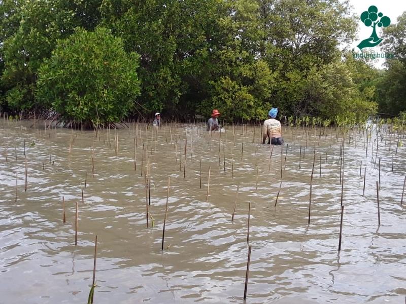Mitra petani bibit LindungiHutan sedang menanam bibit mangrove di Bekasi.