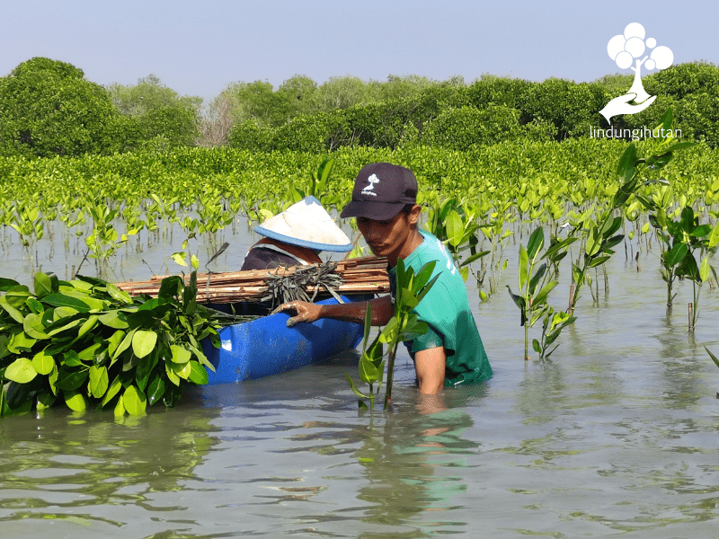 Mitra petani bibit LindungiHutan sedang menanam mangrove hasil kerjasama dengan Organic Lombok Indonesia.