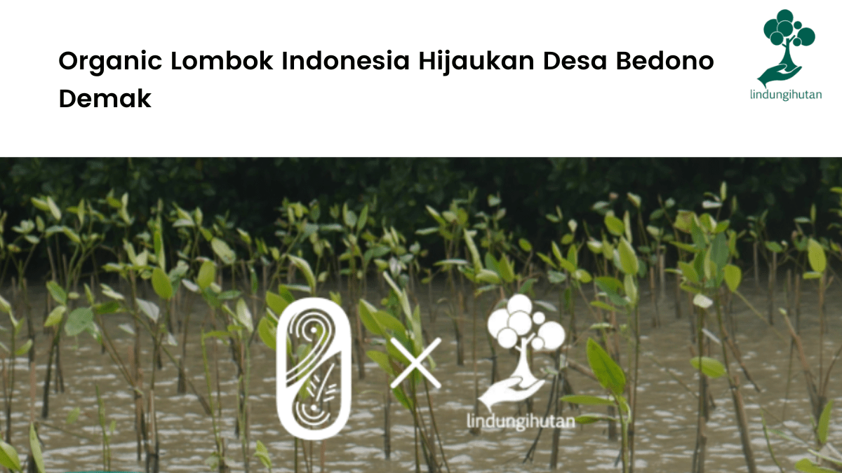 Organic Lombok Indonesia Hijaukan Desa Bedono Demak.