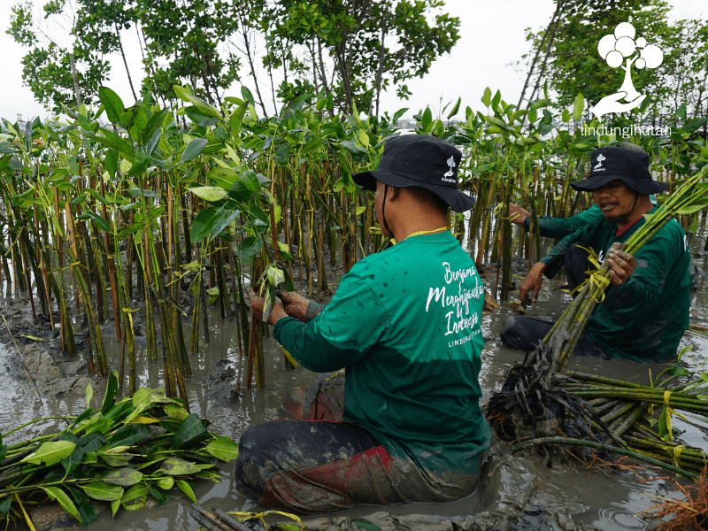 Mitra penggerak dan petani bibit LindungiHutan, kelompok CAMAR, sedang menanam mangrove hasil kerjasama PALKA kreatif dan LindungiHutan di Semarang.