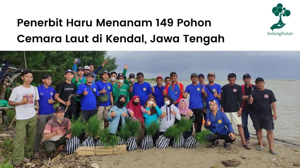 Penerbit Haru dan LindungiHutan berkolaborasi untuk menanam 149 pohon cemara laut di Jawa Tengah.