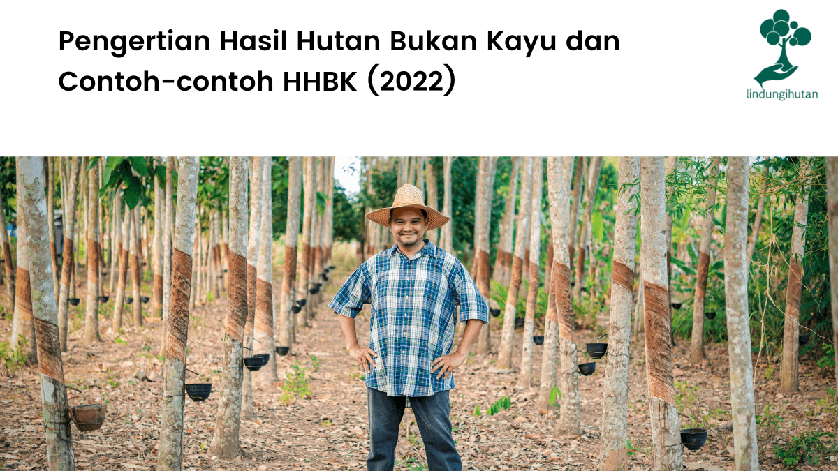 Pengertian Hasil Hutan Bukan Kayu dan Contoh-contoh HHBK.