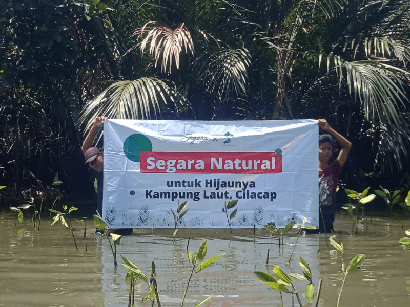 Segara Natural melakukan penanaman di Kampung Laut Cilacap.