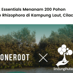 Stoneroot Essentials dan LindungiHutan menanam 200 mangrove di Kampung Laut, Cilacap, Jawa Tengah.