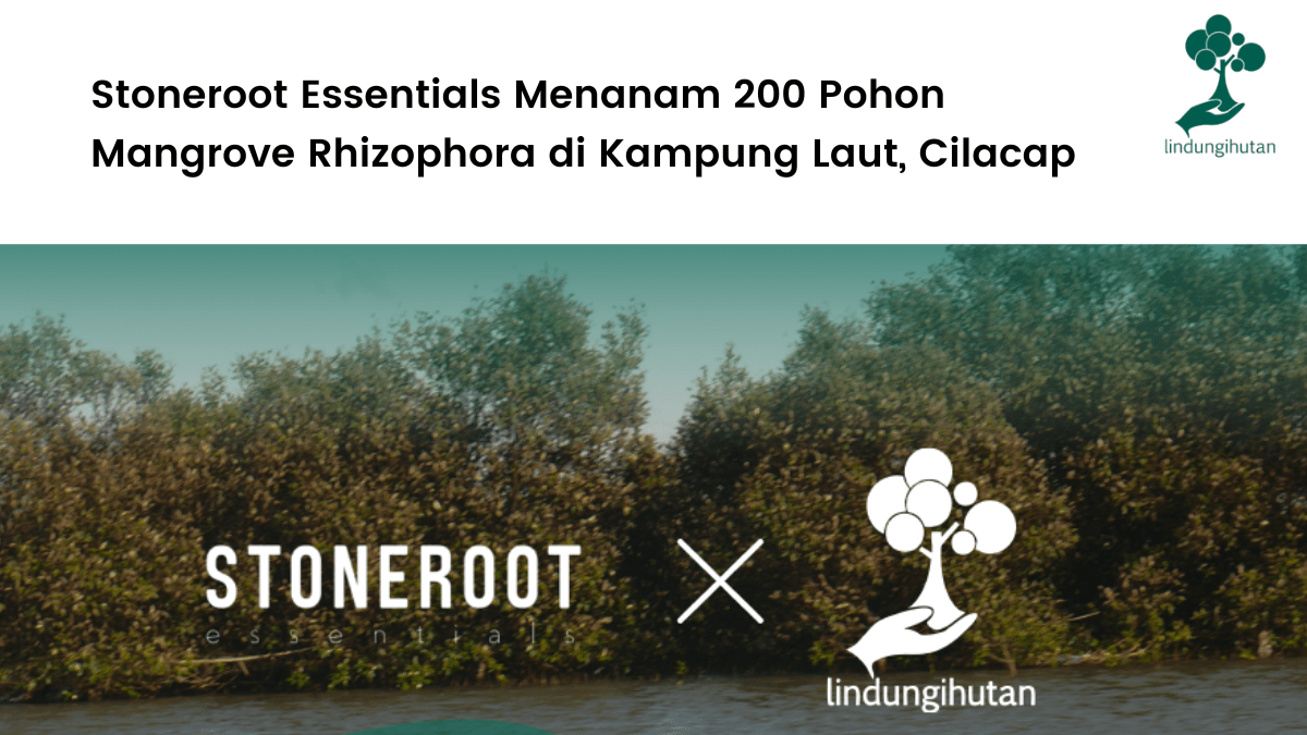 Stoneroot Essentials dan LindungiHutan menanam 200 mangrove di Kampung Laut, Cilacap, Jawa Tengah.