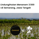 Exacoat x LindungiHutan Menanam 3.500 Mangrove di Semarang, Jawa Tengah.