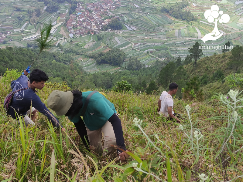 Tim LindungiHutan terlibat penanaman pohon pinus hasil kerjasama dengan Gramedia di lereng Gunung Andong.