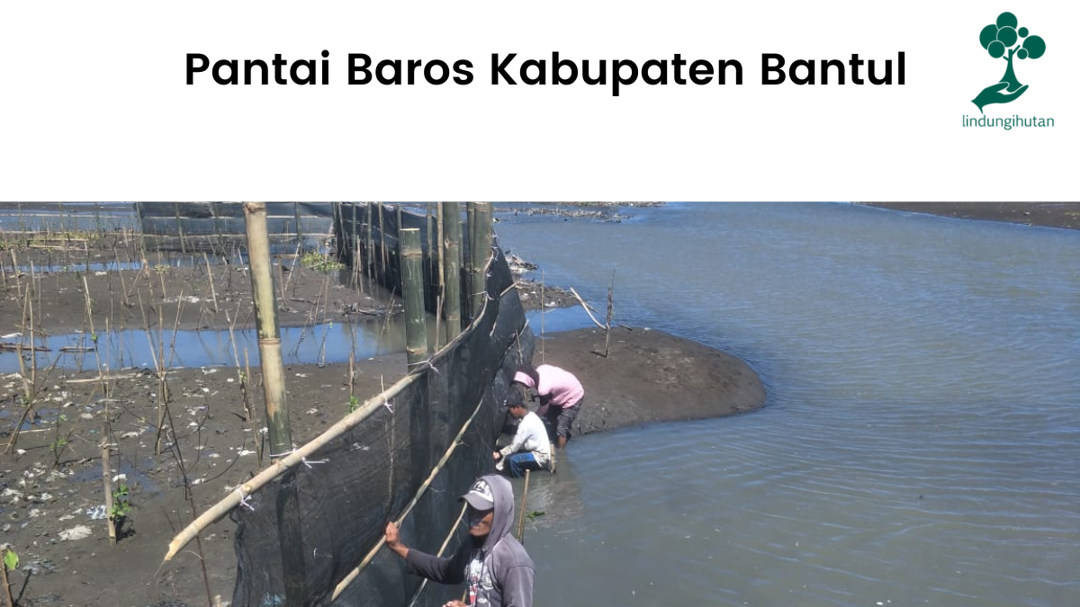 Lokasi penanaman mangrove LindungiHutan di Pantai Baros, Bantul.