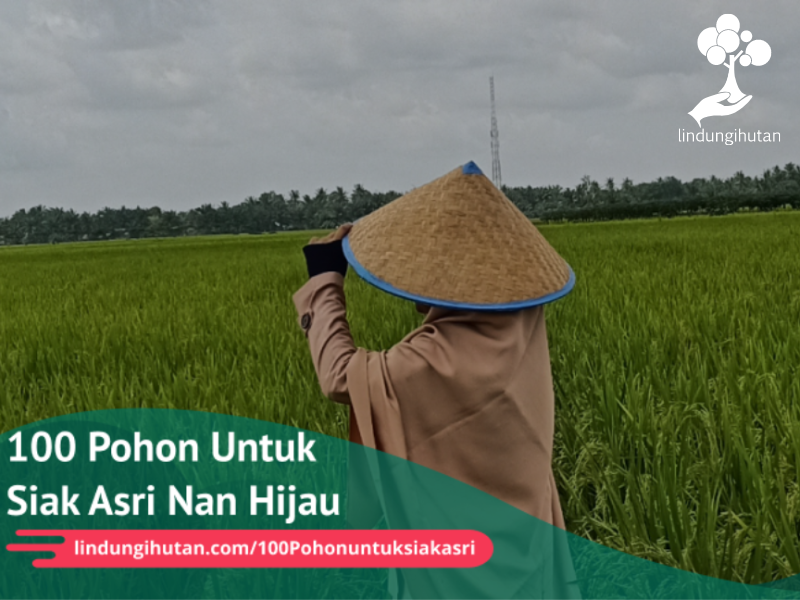 Informasi inisiasi kampanye alam di Tualang, Kabupaten Siak, Riau.