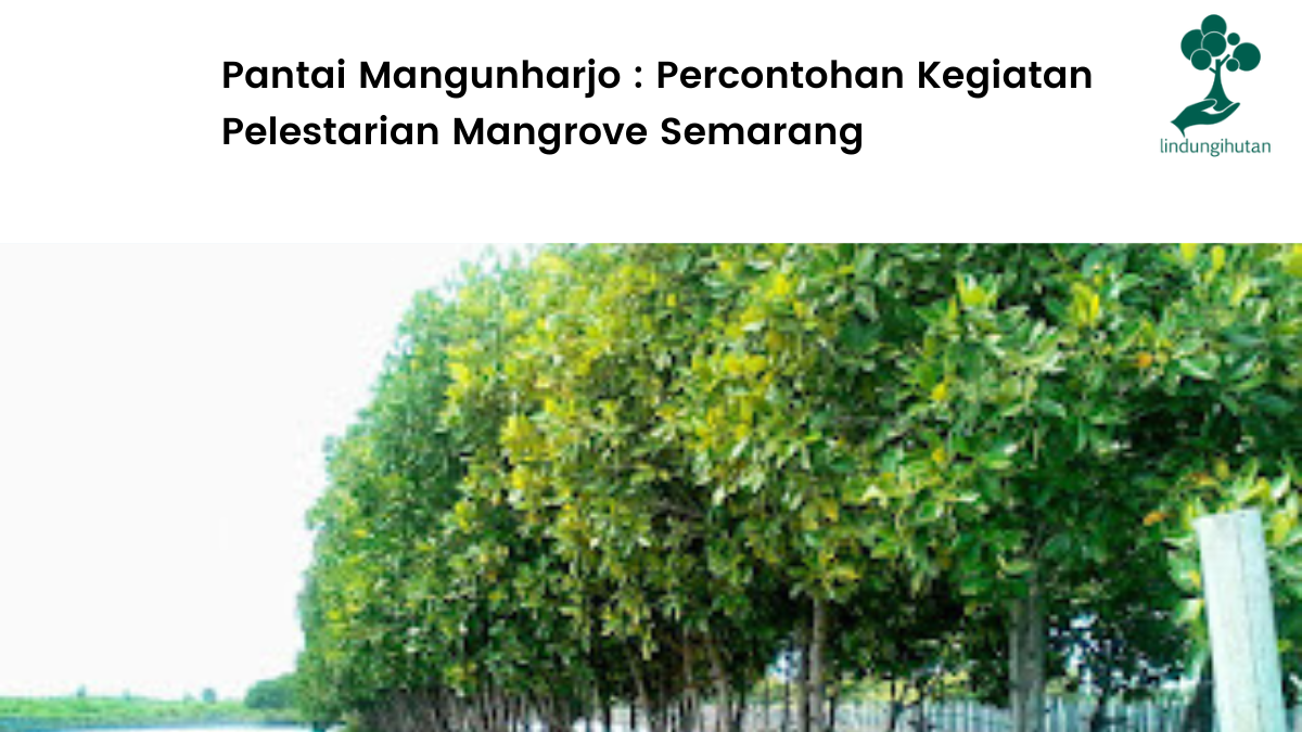 Mengenal lokasi penanaman LindungiHutan di Pantai Mangunharjo, Semarang.