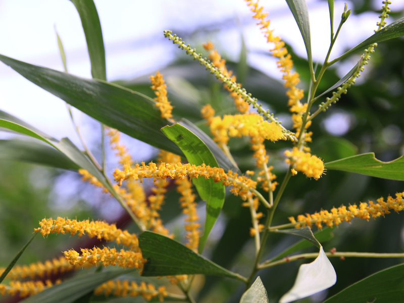 Akasia merupakan salah satu tumbuhan perintis.