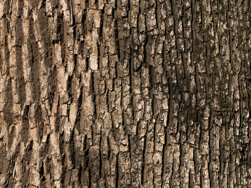 Batang pohon kamper dengan tekstur terlihat.