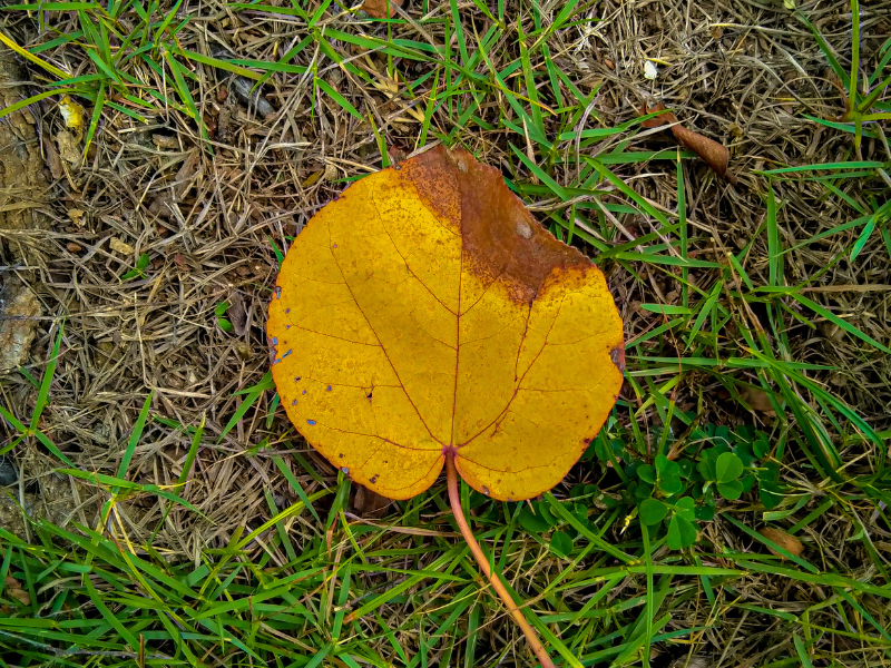 Foto daun pohon waru.