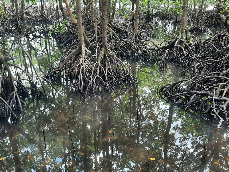 Lokasi penanaman LindungiHutan Bontang Mangrove Park.