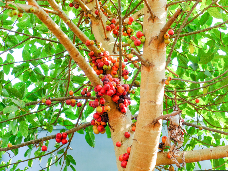 Foto pohon ara yang sudah berbuah.