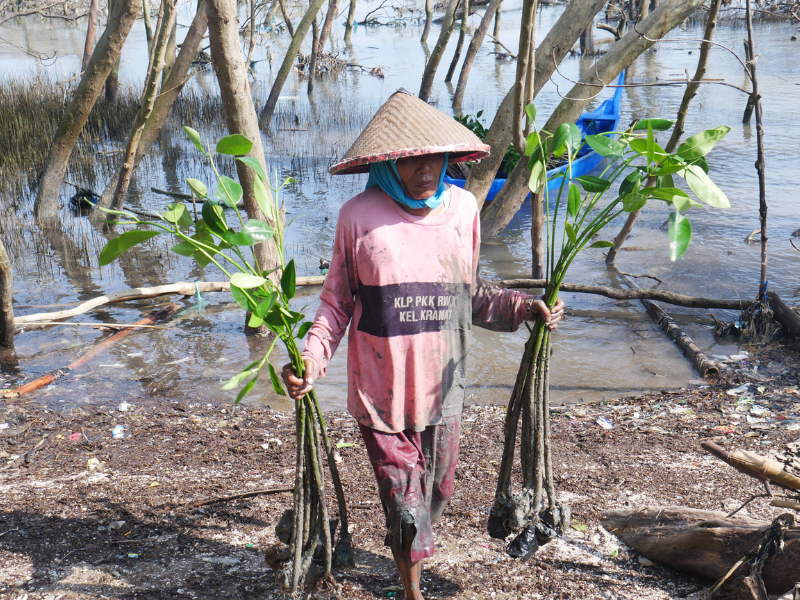 Mak Jah mengangkut bibit mangrove ke lokasi penanaman.