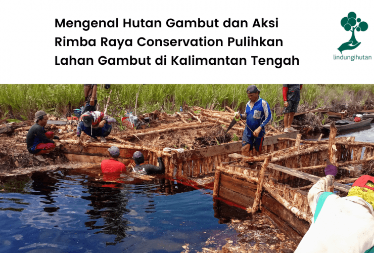Aksi Rimba Raya Conservation pulihkan hutan gambut di Kalimantan Tengah.