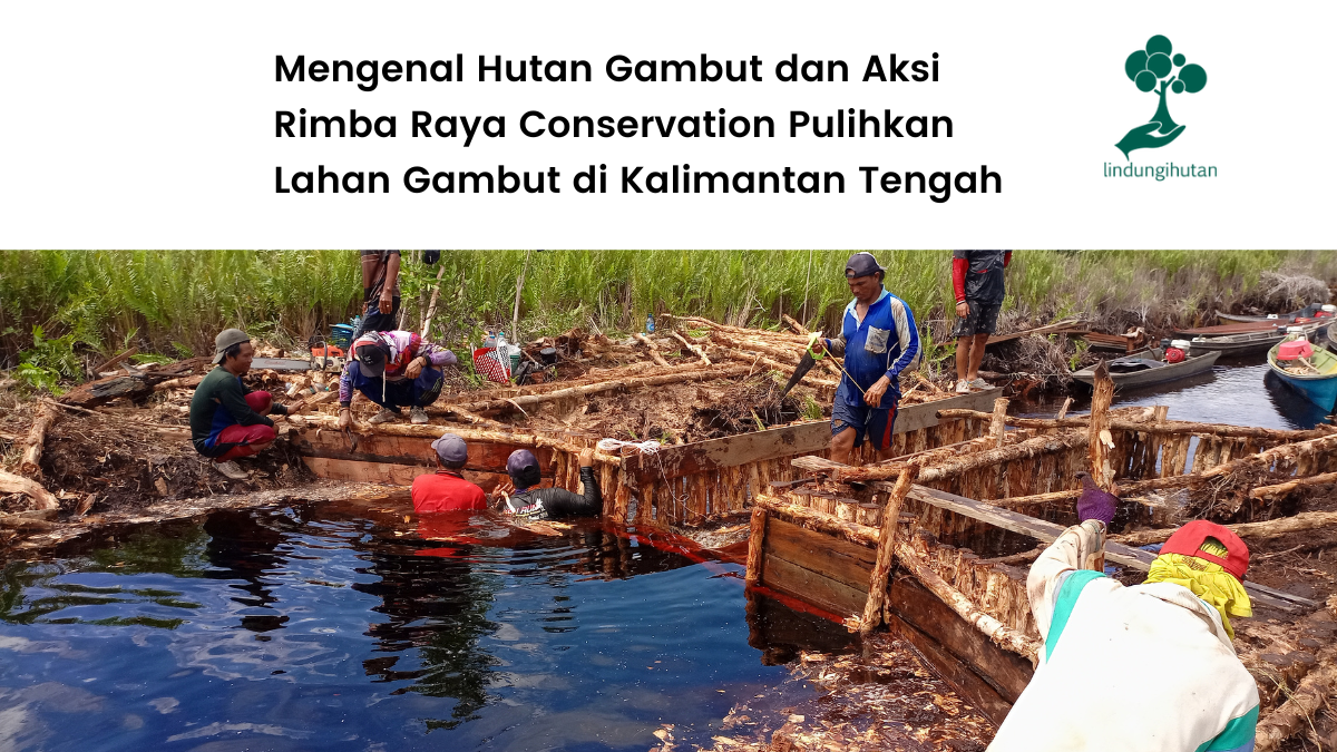 Aksi Rimba Raya Conservation pulihkan hutan gambut di Kalimantan Tengah.