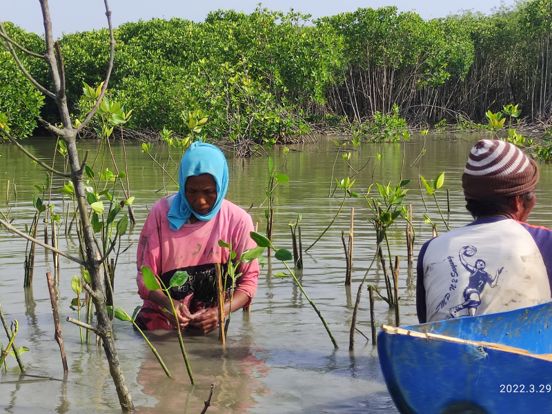 Proses penanaman mangrove di Desa Bedono, Demak.