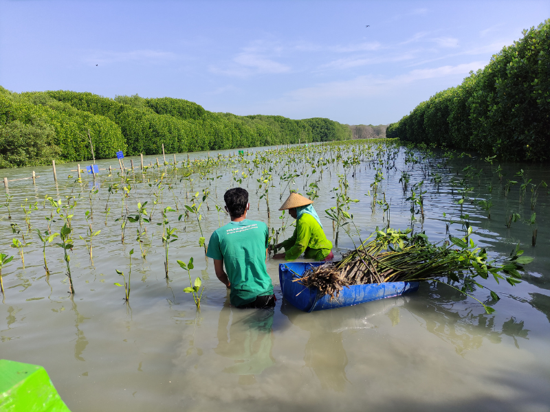 Mak Jah menanam bibit mangrove hasil kerjasama dengan Toteally.