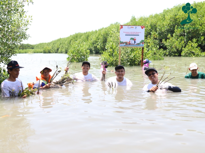 Karyawan PT Bank Danamon Indonesia Tbk menanam mangrove